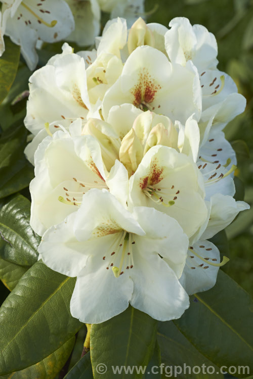 Rhododendron 'Goldbukett', a compact. German-raised hybrid introduced in 1980. The cream to pale yellow flowers have conspicuous throat markings. While often seen as a bright yellow in nursery catalogues, it is a cream tone with a hint of yellow, but nonetheless beautiful for that