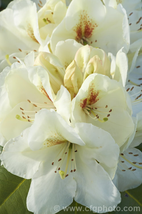 Rhododendron 'Goldbukett', a compact. German-raised hybrid introduced in 1980. The cream to pale yellow flowers have conspicuous throat markings. While often seen as a bright yellow in nursery catalogues, it is a cream tone with a hint of yellow, but nonetheless beautiful for that