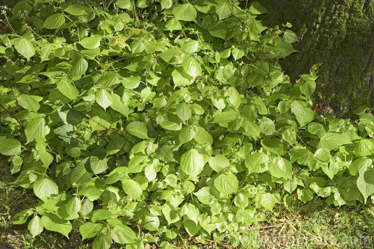 Suckers around the base of a Common Lime, European Lime or Linden (<i>Tilia x vulgaris [Tilia cordata x Tilia platyphyllos]), this 25-40m tall deciduous tree is most likely a hybrid, probably natural, of two Eurasian species. It was formerly known as Tilia x europaea. Order: Malvales, Family: Malvaceae