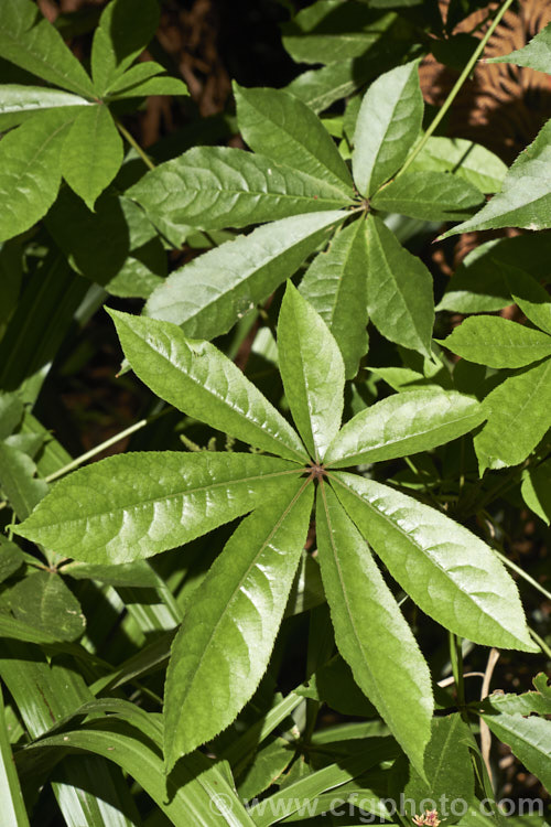Pate, Patete or Seven. Finger (<i>Schefflera digitata</i>), an evergreen shrub or small tree up to 8m tall It occurs in forest areas of all the main islands of New Zealand, preferring a near-frost-free climate. Its sprays of small green flowers are followed by purple-pink-tinted fruits. schefflera-2489htm'>Schefflera. Order: Apiales, Family: Araliaceae
