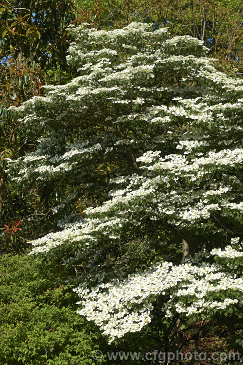 Viburnum plicatum 'Mariesii', a form of a common. Chinese and Japanese spring-flowering deciduous shrub in which the branches are strongly horizontal, creating a tiered effect. viburnum-2081htm'>Viburnum.. viburnum-2081htm'>Viburnum. <a href='adoxaceae-plant-family-photoshtml'>Adoxaceae</a>.