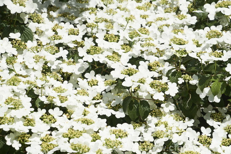 Viburnum plicatum 'Mariesii', a form of a common. Chinese and Japanese spring-flowering deciduous shrub in which the branches are strongly horizontal, creating a tiered effect. viburnum-2081htm'>Viburnum.. viburnum-2081htm'>Viburnum. <a href='adoxaceae-plant-family-photoshtml'>Adoxaceae</a>.