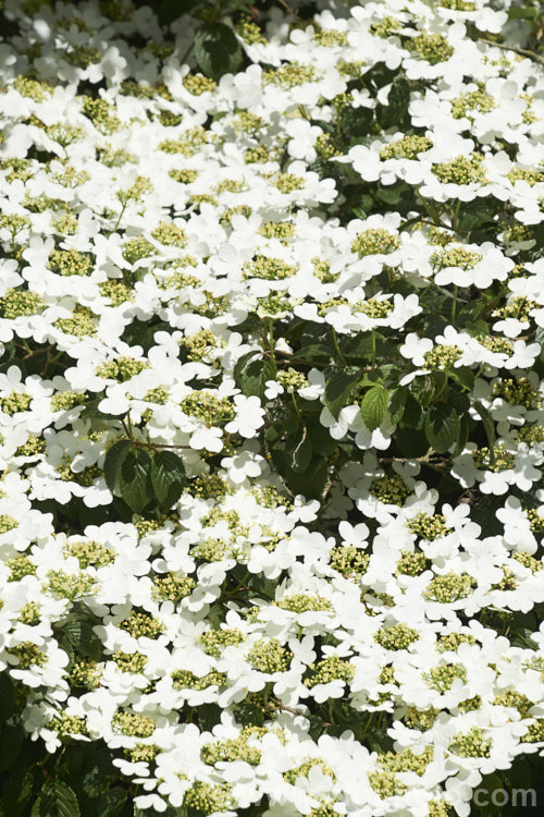 Viburnum plicatum 'Mariesii', a form of a common. Chinese and Japanese spring-flowering deciduous shrub in which the branches are strongly horizontal, creating a tiered effect. viburnum-2081htm'>Viburnum.. viburnum-2081htm'>Viburnum. <a href='adoxaceae-plant-family-photoshtml'>Adoxaceae</a>.