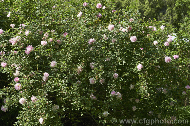 Rosa 'Indica Major' (<i>Rosa x odorata hybrid</i>), an early-flowering, once-blooming. Shrub or Tea rose dating from around 1924. The breeder is unknown, as is the exact parentage. Order: Rosales, Family: Rosaceae
