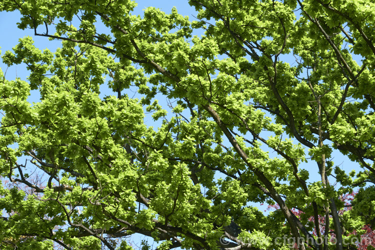 The bright green spring foliage of the English Oak (<i>Quercus robur</i>), a large, round-headed deciduous tree found from Britain to western Russia. It lives to a great age and can reach 40m tall, though 20-35m is more common. The leaves are this colour, an almost artificial-looking, light, bright green, for only a short period in spring before they harden and darken. Order: Fagales, Family: Fagaceae