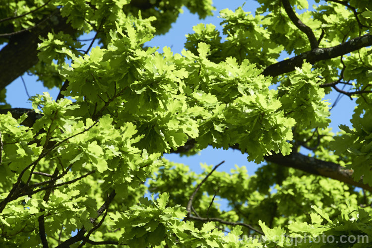 The bright green spring foliage of the English Oak (<i>Quercus robur</i>), a large, round-headed deciduous tree found from Britain to western Russia. It lives to a great age and can reach 40m tall, though 20-35m is more common. The leaves are this colour, an almost artificial-looking, light, bright green, for only a short period in spring before they harden and darken. Order: Fagales, Family: Fagaceae