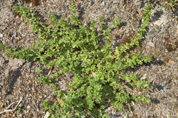 Creeping Speedwell (<i>Veronica filiformis</i>), a low, spreading annual or short-lived Eurasian perennial that is now widely distributed as a garden weed. The flower colour ranges from white to bright blue. Veronica serpyllifolia is a similar species with somewhat different, smaller foliage and is often seen as a lawn weed
