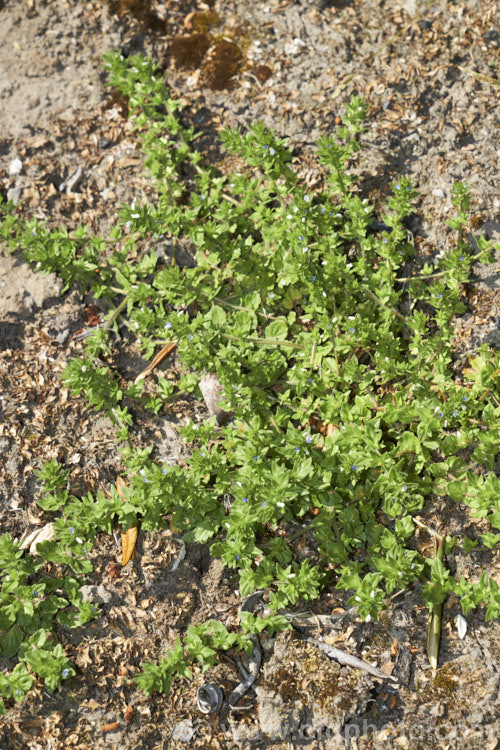 Creeping Speedwell (<i>Veronica filiformis</i>), a low, spreading annual or short-lived Eurasian perennial that is now widely distributed as a garden weed. The flower colour ranges from white to bright blue. Veronica serpyllifolia is a similar species with somewhat different, smaller foliage and is often seen as a lawn weed