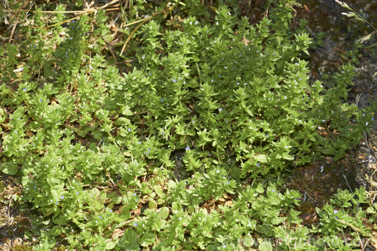 Creeping Speedwell (<i>Veronica filiformis</i>), a low, spreading annual or short-lived Eurasian perennial that is now widely distributed as a garden weed. The flower colour ranges from white to bright blue. Veronica serpyllifolia is a similar species with somewhat different, smaller foliage and is often seen as a lawn weed