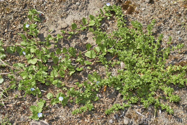 Two species of speedwell often found in gardens as weeds: Germander. Speedwell (<i>Veronica chamaedrys</i>) and Slender. Speedwell (<i>Veronica filiformis</i>)