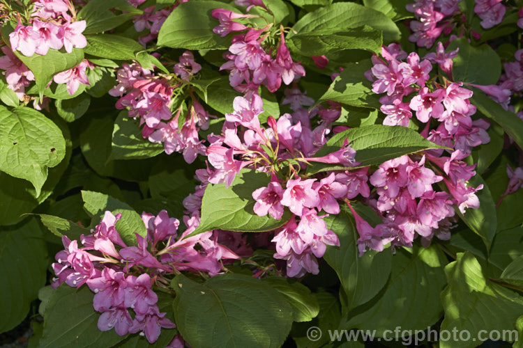 Weigela florida 'Minuet', a dwarf cultivar of a spring-flowering deciduous shrub native to northern China, Japan and Korea. The Canadian-raised 'Minuet' grows to around 1m tall x 15m wide and has dark, slightly purple-tinted foliage. weigela-2307htm'>Weigela. <a href='caprifoliaceae-plant-family-photoshtml'>Caprifoliaceae</a>.