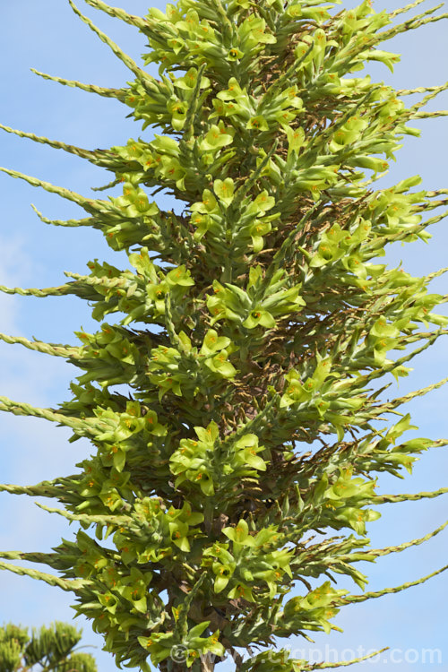 Puya chilensis, a terrestrial bromeliad that forms a dense clump of rosettes of fiercely toothed, narrow, silver-grey leaves covered in fine, dusty scales. Its flower stem is up to 25m tall and the flowers are yellow to light green. The plant is native to dry areas of theChilean. Andes, where it occurs in the Matorral (a. Mediterranean climate area with wet winters and dry summers</i>) at elevations of 300-1000m