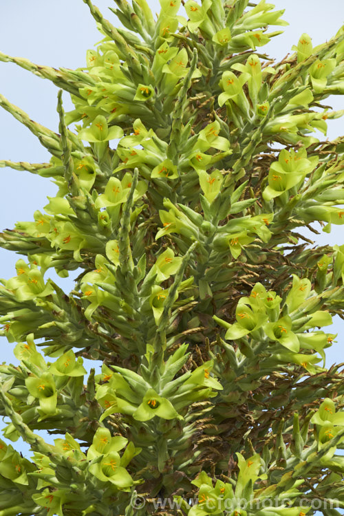 Puya chilensis, a terrestrial bromeliad that forms a dense clump of rosettes of fiercely toothed, narrow, silver-grey leaves covered in fine, dusty scales. Its flower stem is up to 25m tall and the flowers are yellow to light green. The plant is native to dry areas of theChilean. Andes, where it occurs in the Matorral (a. Mediterranean climate area with wet winters and dry summers</i>) at elevations of 300-1000m