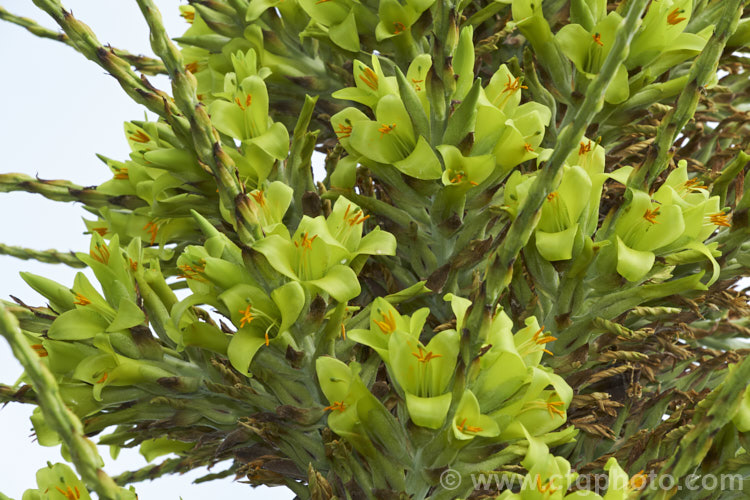 Puya chilensis, a terrestrial bromeliad that forms a dense clump of rosettes of fiercely toothed, narrow, silver-grey leaves covered in fine, dusty scales. Its flower stem is up to 25m tall and the flowers are yellow to light green. The plant is native to dry areas of theChilean. Andes, where it occurs in the Matorral (a. Mediterranean climate area with wet winters and dry summers</i>) at elevations of 300-1000m
