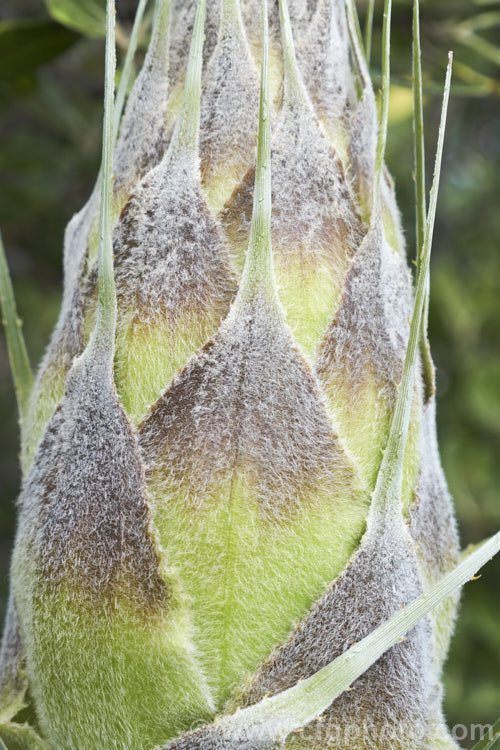 The top of the developing flower stem of Puya chilensis. This terrestrial bromeliad forms a dense clump of rosettes of fiercely toothed, narrow, silver-grey leaves covered in fine, dusty scales. Its flower stem is up to 25m tall and the flowers are yellow to light green. The plant is native to dry areas of theChilean. Andes, where it occurs in the Matorral (a. Mediterranean climate area with wet winters and dry summers</i>) at elevations of 300-1000m