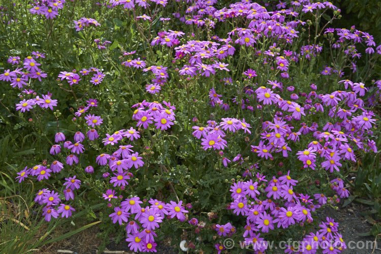 Wild Cineraria, Purple Ragwort or Purple Groundsel (<i>Senecio elegans</i>), a summer-flowering semi-succulent annual or short-lived perennial up to 60cm high and wide. Originally native to southern Africa, it has now naturalised in many mild coastal areas around the world. senecio-3303htm'>Senecio.