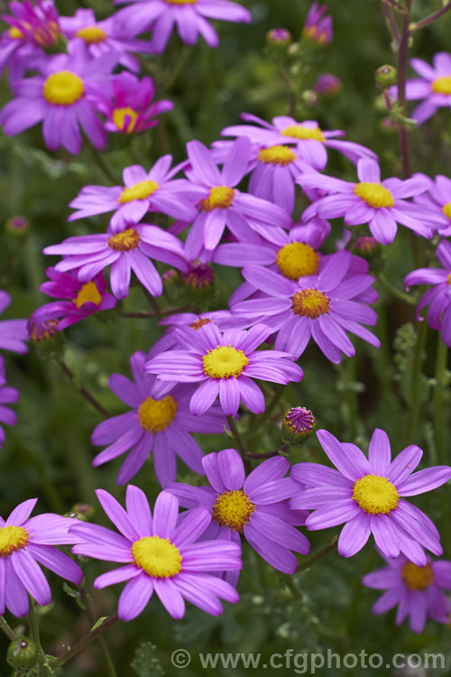 Wild Cineraria, Purple Ragwort or Purple Groundsel (<i>Senecio elegans</i>), a summer-flowering semi-succulent annual or short-lived perennial up to 60cm high and wide. Originally native to southern Africa, it has now naturalised in many mild coastal areas around the world. senecio-3303htm'>Senecio.