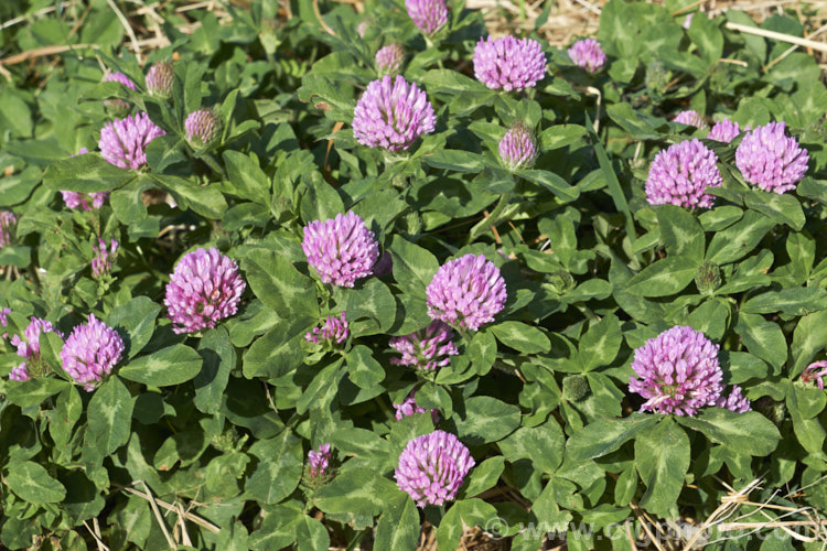 Red Clover or Purple Clover (<i>Trifolium pratense</i>), a short-lived perennial originally native to Europe. It is often grown in pastures and also occurs as a weed. It can grow to over 50cm tall and there are several ornamental cultivars. trifolium-3369htm'>Trifolium.