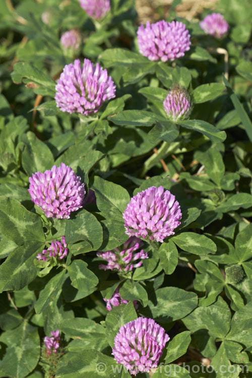Red Clover or Purple Clover (<i>Trifolium pratense</i>), a short-lived perennial originally native to Europe. It is often grown in pastures and also occurs as a weed. It can grow to over 50cm tall and there are several ornamental cultivars. trifolium-3369htm'>Trifolium.