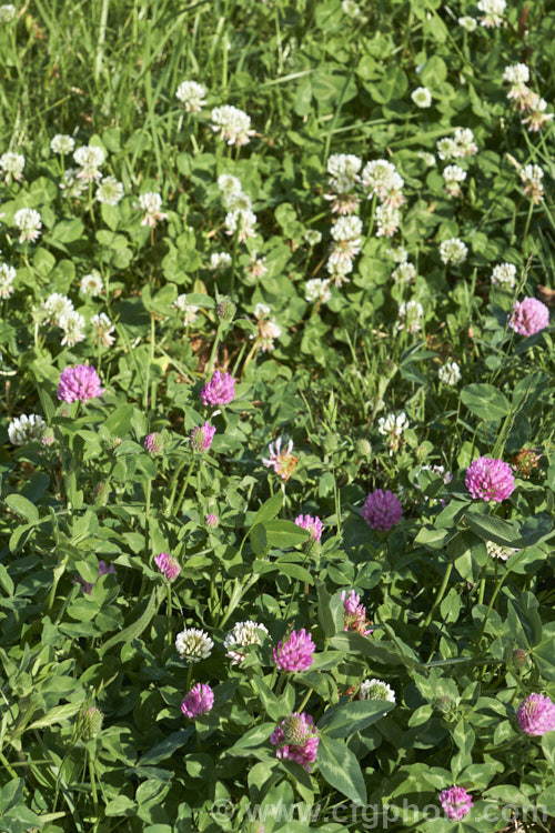 Red Clover or Purple Clover (<i>Trifolium pratense</i>) with White clover (<i>Trifolium repens</i>) behind it. These two. European perennials are widely grown in pastures as fodder, for their nitrogen fixing properties and for honey production. trifolium-3369htm'>Trifolium.