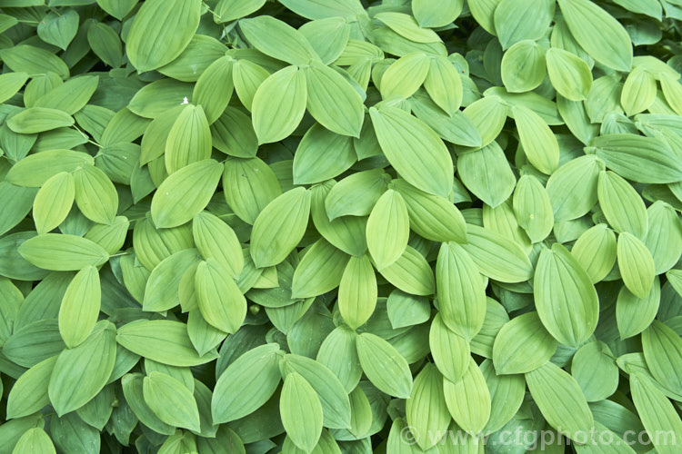 The spring foliage of Bellwort (<i>Uvularia grandiflora</i>), a spring-blooming woodland perennial found from Quebec, Canada to Georgia, USA The flower stems are up to 75cm high, though lower at the flowering stage. uvularia-2752htm'>Uvularia. <a href='colchicaceae-plant-family-photoshtml'>Colchicaceae</a>.