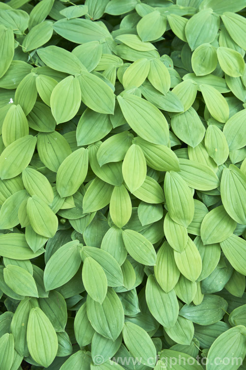The spring foliage of Bellwort (<i>Uvularia grandiflora</i>), a spring-blooming woodland perennial found from Quebec, Canada to Georgia, USA The flower stems are up to 75cm high, though lower at the flowering stage. uvularia-2752htm'>Uvularia. <a href='colchicaceae-plant-family-photoshtml'>Colchicaceae</a>.
