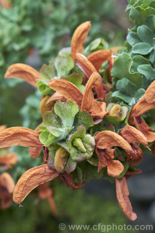 Beach Salvia, Golden Salvia or Brown Salvia (<i>Salvia africana-lutea</i>), an aromatic evergreen, shrub native to South Africa. It has rounded silver-grey foliage with a glaucous tint and nectar-rich flowers that are an unusual golden-brown shade. After the flowers fall the calcyes enlarge and develop reddish purple tones. Order: Lamiales, Family: Lamiaceae