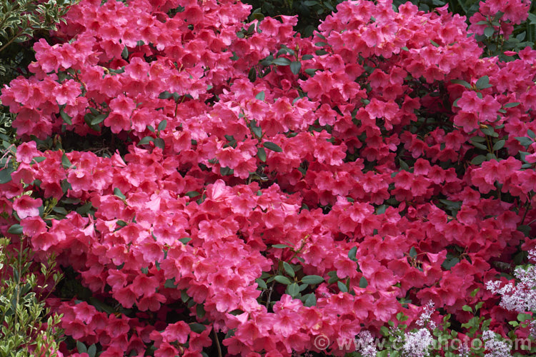 Rhododendron 'April. Glow' (<i>Rhododendron williamsianum × 'Wilgens. Ruby'), a dense mounding shrub that grows 1–15m tall with great age. It blooms in mid-spring. Raised by van Wilgens of Holland and introduced in 1975