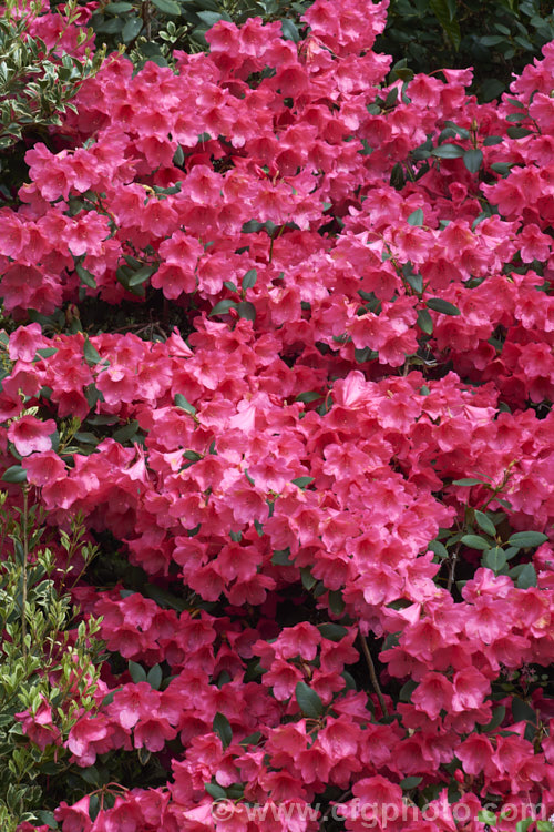 Rhododendron 'April. Glow' (<i>Rhododendron williamsianum × 'Wilgens. Ruby'), a dense mounding shrub that grows 1–15m tall with great age. It blooms in mid-spring. Raised by van Wilgens of Holland and introduced in 1975