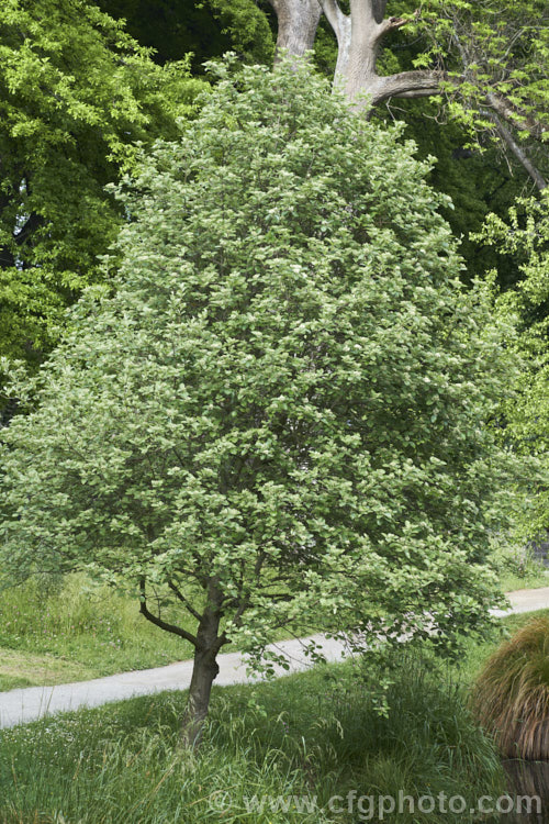 Whitebeam (<i>Sorbus aria</i>), a deciduous tree from the mountains of Europe. The white spring flowers are followed by 10-12 mm diameter, orange-red fruit that matures from early autumn. sorbus-2143htm'>Sorbus.