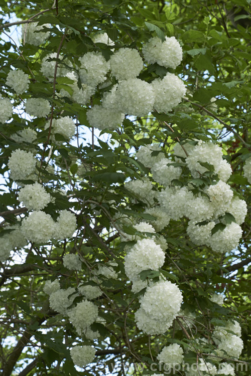 Viburnum opulus 'Roseum' (syn 'Sterile'), a 4-5m tall cultivar of the Guelder. Rose, a Eurasian deciduous shrub 'Roseum' has double white flowers that are composed entirely of sterile bracts. Occasionally the flowerheads redden with age. It is often colloquially known as the snowball tree. viburnum-2081htm'>Viburnum.. viburnum-2081htm'>Viburnum. <a href='adoxaceae-plant-family-photoshtml'>Adoxaceae</a>.