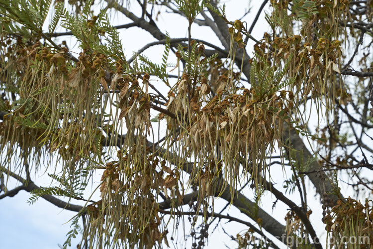 The spent flowers and very young seedpods of Kowhai (<i>Sophora tetraptera</i>), a briefly deciduous tree from New Zealand andChile. Its flowers are rich in nectar, appear from late winter into spring (as the foliage drops</i>) and are a New Zealand national symbol. sophora-2142htm'>Sophora.
