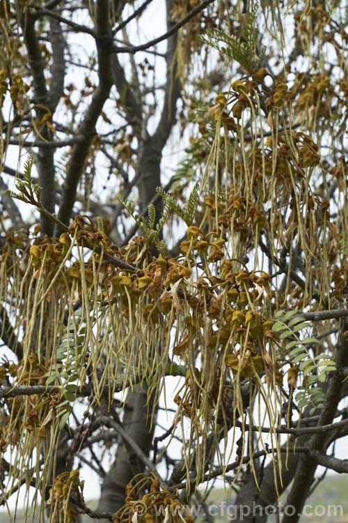 The spent flowers and very young seedpods of Kowhai (<i>Sophora tetraptera</i>), a briefly deciduous tree from New Zealand andChile. Its flowers are rich in nectar, appear from late winter into spring (as the foliage drops</i>) and are a New Zealand national symbol. sophora-2142htm'>Sophora.