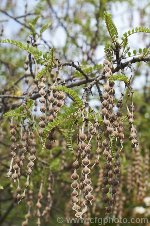 The seedpods of Kowhai (<i>Sophora tetraptera</i>), a briefly deciduous tree from New Zealand andChile. Its flowers are rich in nectar, appear from late winter into spring (as the foliage drops</i>) and are a New Zealand national symbol. sophora-2142htm'>Sophora.