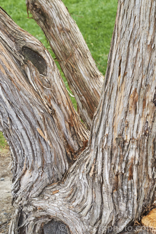 The bark of Akiraho (<i>Olearia paniculata</i>), a 2-6m tall evergreen shrub native to New Zealand. The clusters of tiny flowers shown here open in autumn and are very fragrant. This species is a popular hedging plant. Order: Asterales, Family: Asteraceae