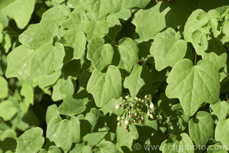 Vancouveria hexandra, a late spring- to early summer-flowering woodland perennial native to the west coast of the United States. It is often cultivated in shaded rockeries. vancouveria-3381htm'>Vancouveria. Order: Ranunculales, Family: Berberidaceae