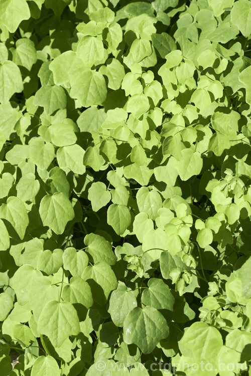 Vancouveria hexandra, a late spring- to early summer-flowering woodland perennial native to the west coast of the United States. It is often cultivated in shaded rockeries. vancouveria-3381htm'>Vancouveria. Order: Ranunculales, Family: Berberidaceae