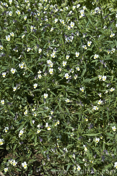 Viola tricolor, a spring-flowering Eurasian annual or short-lived perennial. It is the parent of several garden strains and in now quite widely naturalised. viola-2165htm'>Viola. <a href='violaceae-plant-family-photoshtml'>Violaceae</a>.