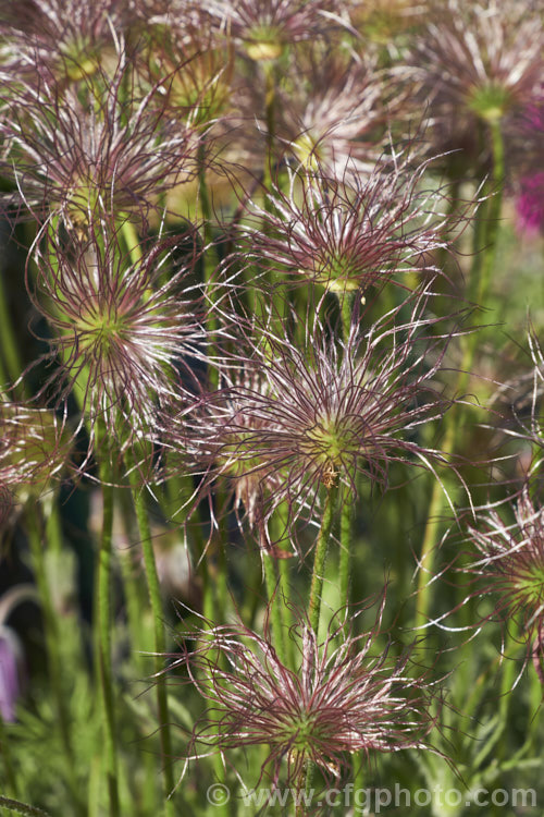 The seedheads of the Pasque. Flower (<i>Pulsatilla vulgaris</i>), a popular spring-flowering rockery perennial that occurs naturally over much of northern Europe from Britain to Siberia. The flowers occur mainly in mauve to purple shades, but garden cultivars extend the colour range to include white, pink and red. pulsatilla-2767htm'>Pulsatilla.