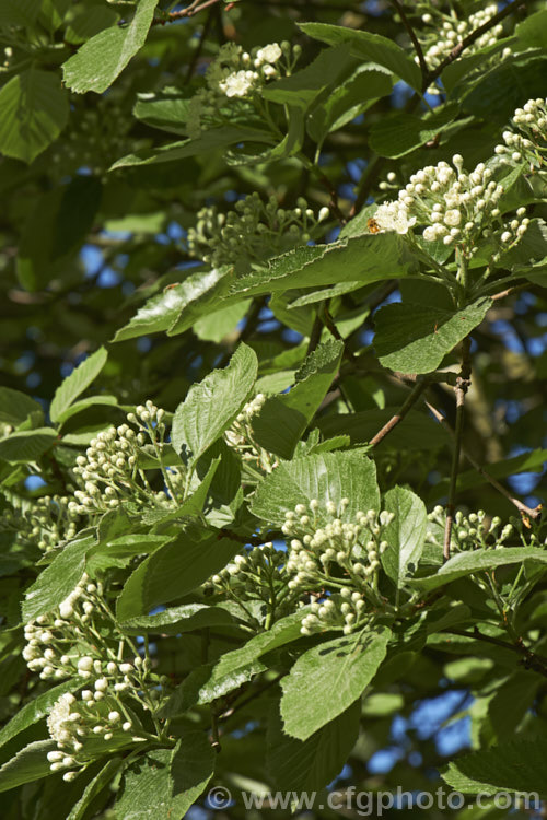 Whitebeam (<i>Sorbus aria</i>), a deciduous tree from the mountains of Europe. The white spring flowers are followed by 10-12 mm diameter, orange-red fruit that matures from early autumn. sorbus-2143htm'>Sorbus.