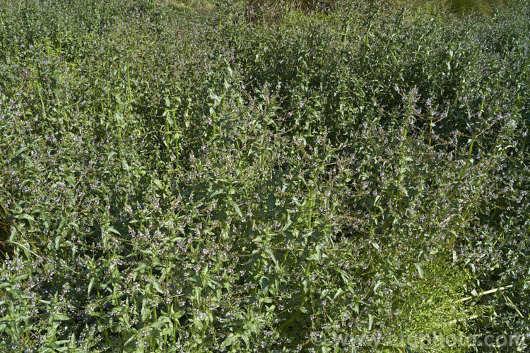 Water. Speedwell or Brook. Pimpernel (<i>Veronica anagallis-aquatica</i>), a marginal pond plant with decumbent stems that strike roots as the spread. It is a perennial that is so widely naturalised that its true native range is difficult to establish. Its spikes of tiny pale blue flowers open in summer. The stems can grow to over 1m tall