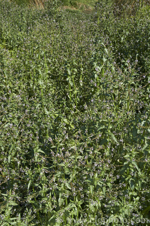 Water. Speedwell or Brook. Pimpernel (<i>Veronica anagallis-aquatica</i>), a marginal pond plant with decumbent stems that strike roots as the spread. It is a perennial that is so widely naturalised that its true native range is difficult to establish. Its spikes of tiny pale blue flowers open in summer. The stems can grow to over 1m tall