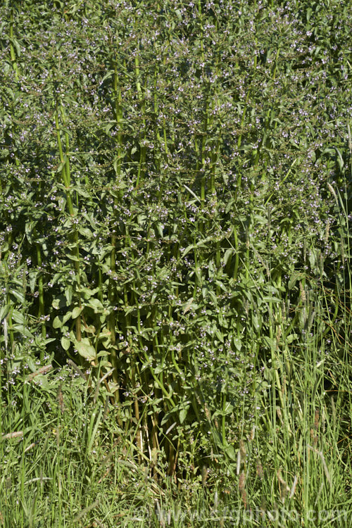 Water. Speedwell or Brook. Pimpernel (<i>Veronica anagallis-aquatica</i>), a marginal pond plant with decumbent stems that strike roots as the spread. It is a perennial that is so widely naturalised that its true native range is difficult to establish. Its spikes of tiny pale blue flowers open in summer. The stems can grow to over 1m tall