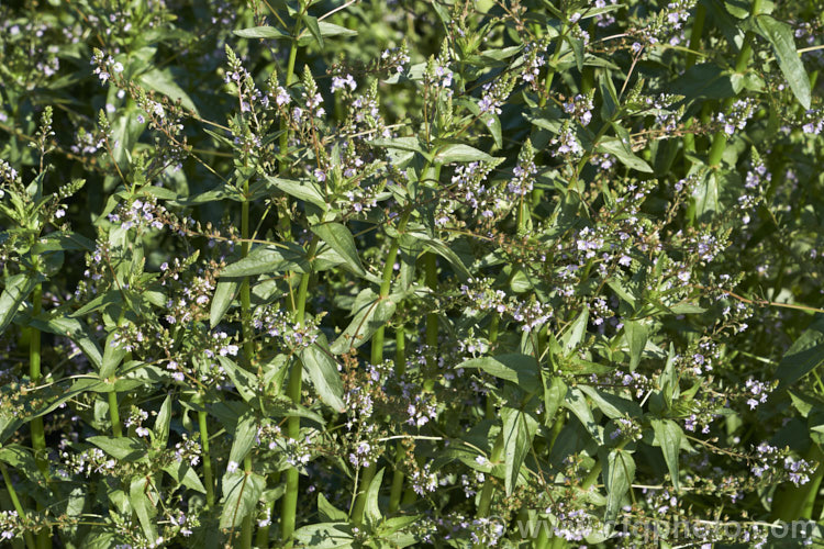 Water. Speedwell or Brook. Pimpernel (<i>Veronica anagallis-aquatica</i>), a marginal pond plant with decumbent stems that strike roots as the spread. It is a perennial that is so widely naturalised that its true native range is difficult to establish. Its spikes of tiny pale blue flowers open in summer. The stems can grow to over 1m tall
