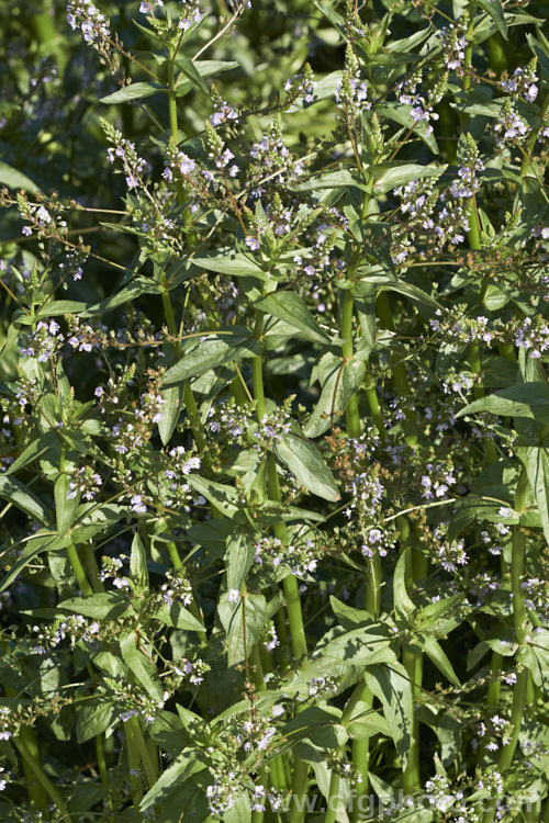 Water. Speedwell or Brook. Pimpernel (<i>Veronica anagallis-aquatica</i>), a marginal pond plant with decumbent stems that strike roots as the spread. It is a perennial that is so widely naturalised that its true native range is difficult to establish. Its spikes of tiny pale blue flowers open in summer. The stems can grow to over 1m tall