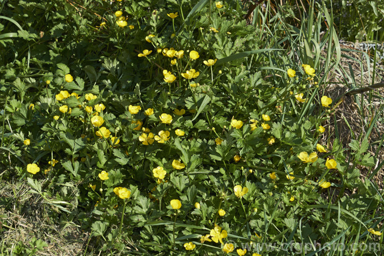 Creeping Buttercup or Creeping Crowfoot (<i>Ranunculus repens</i>), a spring- to early summer-flowering perennial usually found in damp to boggy meadows. It is a Eurasian native but has become naturalised and moderately invasive in many of the world's temperate areas. Order: Ranunculales, Family: Ranunculaceae