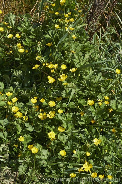 Creeping Buttercup or Creeping Crowfoot (<i>Ranunculus repens</i>), a spring- to early summer-flowering perennial usually found in damp to boggy meadows. It is a Eurasian native but has become naturalised and moderately invasive in many of the world's temperate areas. Order: Ranunculales, Family: Ranunculaceae