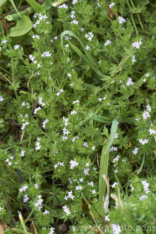 Field Madder or Blue Madder (<i>Sherardia arvensis</i>), a low, spreading, spring- to early-summer-flowering annual originally from Eurasia but now with a very widespread distribution. Its pale blue flowers are minute and the whole plant is quite easily overlooked due to its small size and habit of growing through other vegetation. sherardia-3622htm'>Sherardia. <a href='rubiaceae-plant-family-photoshtml'>Rubiaceae</a>.