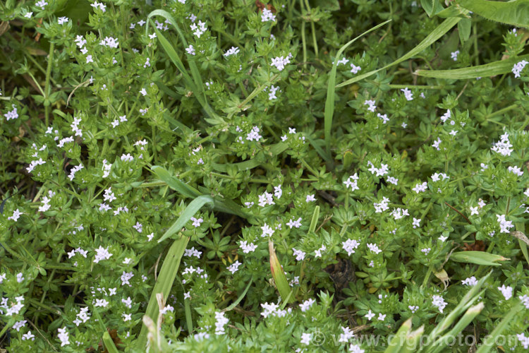 Field Madder or Blue Madder (<i>Sherardia arvensis</i>), a low, spreading, spring- to early-summer-flowering annual originally from Eurasia but now with a very widespread distribution. Its pale blue flowers are minute and the whole plant is quite easily overlooked due to its small size and habit of growing through other vegetation. sherardia-3622htm'>Sherardia. <a href='rubiaceae-plant-family-photoshtml'>Rubiaceae</a>.