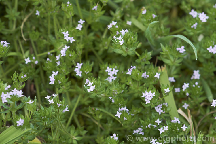 Field Madder or Blue Madder (<i>Sherardia arvensis</i>), a low, spreading, spring- to early-summer-flowering annual originally from Eurasia but now with a very widespread distribution. Its pale blue flowers are minute and the whole plant is quite easily overlooked due to its small size and habit of growing through other vegetation. sherardia-3622htm'>Sherardia. <a href='rubiaceae-plant-family-photoshtml'>Rubiaceae</a>.